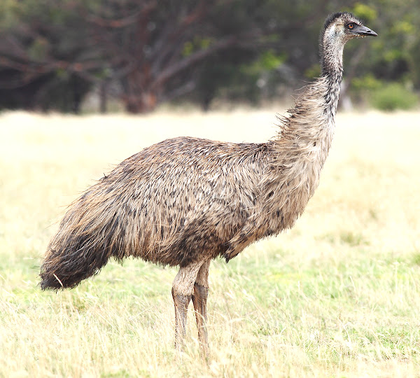 emu farming business plan